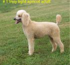 # 1 VERY LIGHT APRICOT ADULT