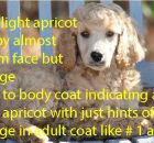 # 1 VERY LIGHT APRICOT PUPPY