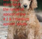 # 2 & # 3 MEDIUM  APRICOT PUP