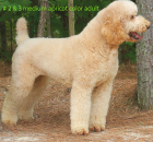 # 2 MEDIUM APRICOT ADULT