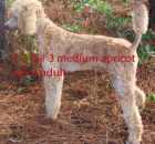 # 3 MEDIUM APRICOT ADULT copy