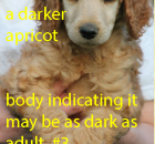 # 3 MEDIUM APRICOT PUPPY