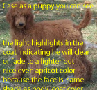 # 4 CASE A DARKER EVEN APRICOT PUPPY