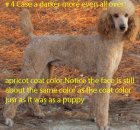 # 4 CASE A DARKER MORE EVEN APRICOT ADULT