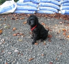 marshall-summer-poodle-pics-001