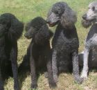 Left to Right Gunsmoke-Black,Raven-Blue,Emmie Grey,Pepper-Silver left to right (1)