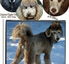 anjels-family-affiairs-website-2015_edited-5