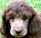 anjels-sweet-face-at-wendys