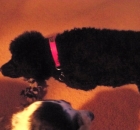 2013-willow-2013-11-20-009