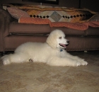 brie-etc-summer-2011-064