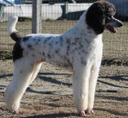 oreo-21