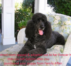 1-a-retired-mom-in-her-forever-home-left-behind-from-your-puppy