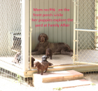 11-cowgirl-on-front-porch-with-puppies-copy
