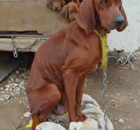 12-puppy-mill-mom-on-a-chain-pups-locked-incopy