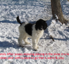 14-puppy-playing-in-the-snow-in-a-clean-large-area
