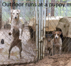 17-runs-in-a-puppy-mill