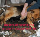 6-nursing-puppy-mill