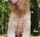 2014-10-18-scarlet-1