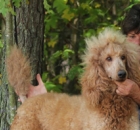 2014-10-18-scarlet-10