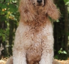 2014-10-18-scarlet-2