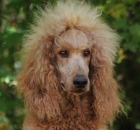 2014-10-18-scarlet-3