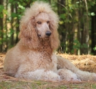 2014-10-18-scarlet-4