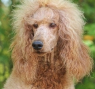 2014-10-18-scarlet-5