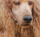 2014-10-18-scarlet-6