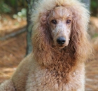 2014-10-18-scarlet-7