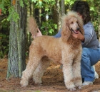 2014-10-18-scarlet-8