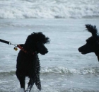 2008-11-rene-watson-bo-tucker-peaches-gunsmoke-thanksgiving-hike-tuck-dad-2