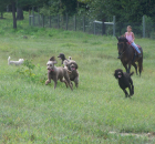 2008-9-27-savannah-duke-in-the-pasture