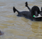 2010-8-two-older-pups-in-the-pond