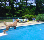 this-is-rahab-doing-her-favorite-thing-she-is-from-sophia-and-gun-smoke-she-is-elegant-quite-the-huntress