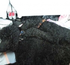 2008-11-rene-watson-bo-tucker-peaches-gunsmoke-thanksgiving-hike-tuck-dad-6