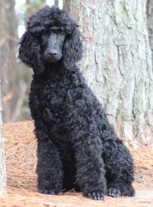 Falcon Black White Polish Male