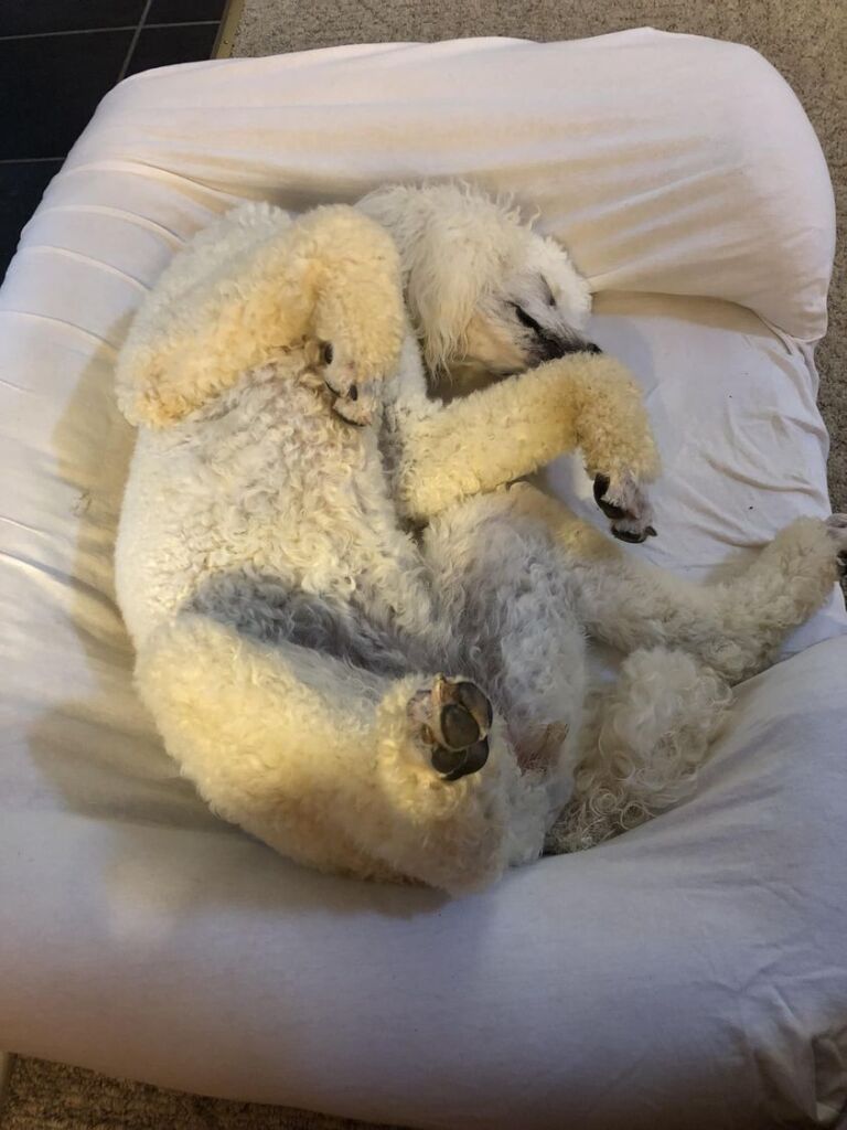 Pearl - Special Needs